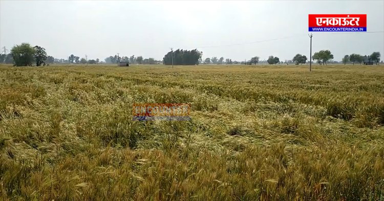 पंजाबः बेमौसमी बरसात से किसानों की फसलों को हुआ भारी नुकसान, देखें वीडियो