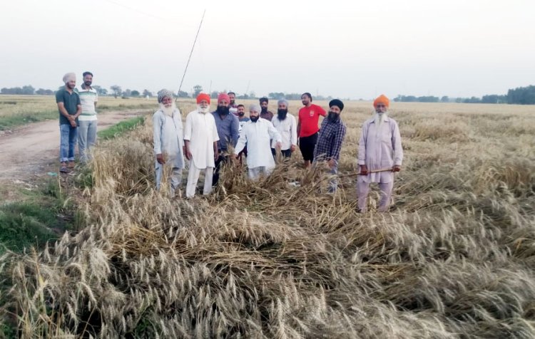 ਪੰਜਾਬ : ਕਿਸਾਨਾਂ ਤੇ ਪਈ ਕੁਦਰਤ ਦੀ ਮਾਰ, ਮੀਂਹ ਝੱਖੜ ਨੇ ਕੀਤਾ ਫਸਲਾਂ ਦਾ ਬੁਰਾ ਹਾਲ