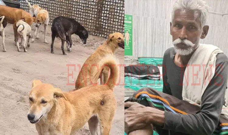 पंजाबः कुत्तों का आंतक, 7 वर्षीय बच्ची सहित बुजुर्ग को काटा, 4 दिन में 12 लोग हो चुके शिकार