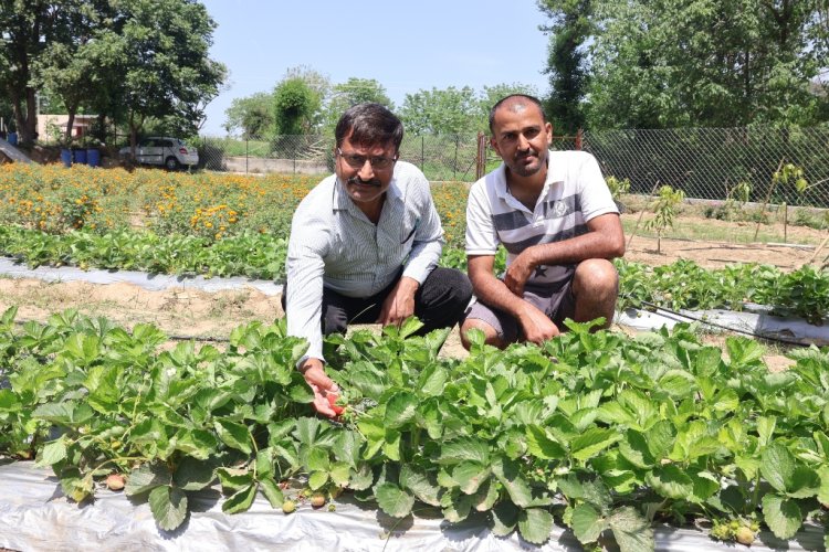 स्ट्राॅबेरी की खेती से युवक को मिल रही एक अलग पहचान