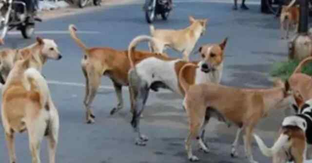 पंजाब : आवारा कुत्तों का आंतक, 24 घंटों में 4 को नोचा