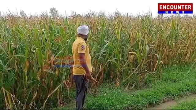 पंजाब: भारी बारिश के चलते किसानो की पूरी फसलें हुई  बर्बाद, देखें वीडियो
