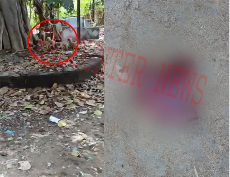 जालंधरः सिविल अस्पताल के बच्चा वार्ड के पास भ्रूण को खा रहे कुत्ते, हरकत में आया प्रशासन, देखें वीडियो