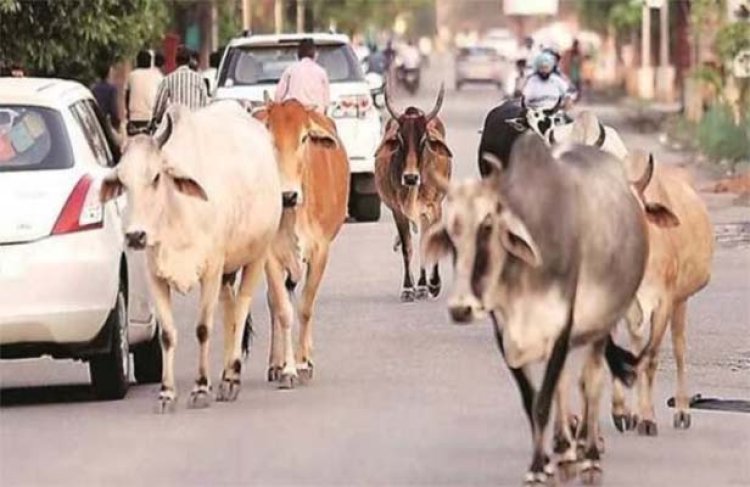 पशु पालक हो जाएं सावधान, ऐसी गलती पर देना होगा 1000 रुपए जुर्माना, आदेश जारी