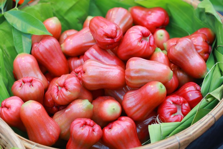 Water Apple खाने से मिलेंगे शरीर को ये 6 फायदे