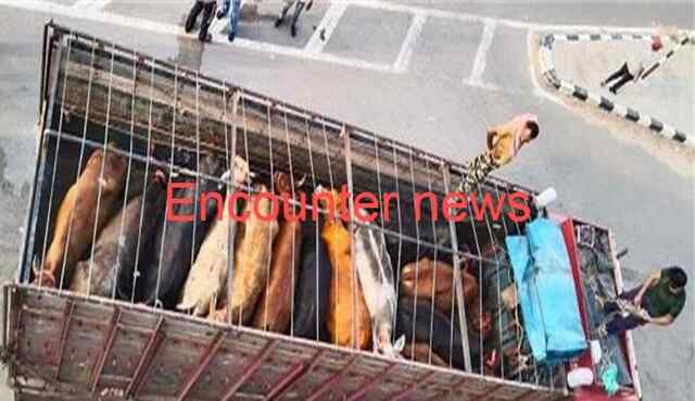 पंजाबः अब हाईवे पर गऊओं से भरे ट्रक सहित तस्करों को किया काबू