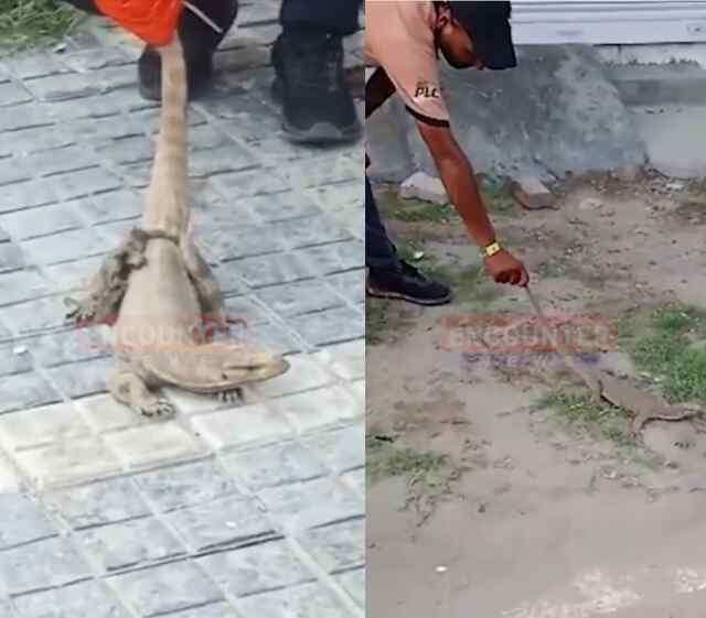 जालंधर हाइट्स में Monitor Lizard आने से मचा हड़कंप, देखें वीडियो