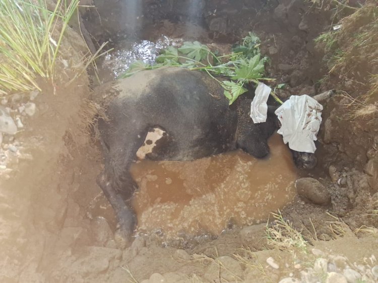 गौ रक्षा दल ने किया विधिवत तरीके से घायल गौंवश काअंतिम संस्कार