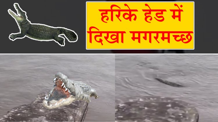 पंजाबः हरिके हेड में दिखा मगरमच्छ, वीडियो वायरल