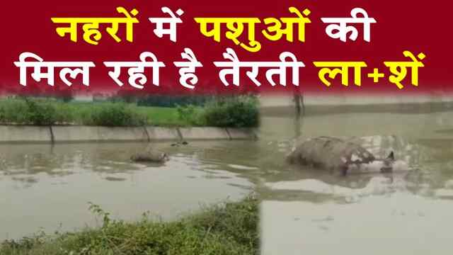 जालंधर : नहरों में पशुओं की मिल रही है तैरती लाशें, देखें वीडियो