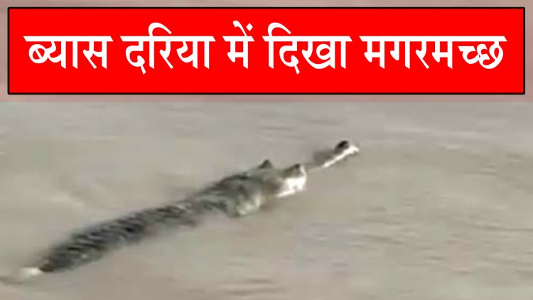 ब्यास दरिया में दिखा मगरमच्छ, देखें वीडियो