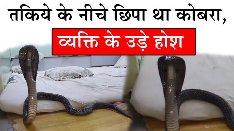 तकिये के नीचे छिपा था कोबरा, व्यक्ति के उड़े होश, देखें वीडियो