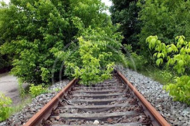 जालंधर-लुधियाना रेलवे ट्रैक पर पेड़ गिरने से यातायात हुआ प्रभावित