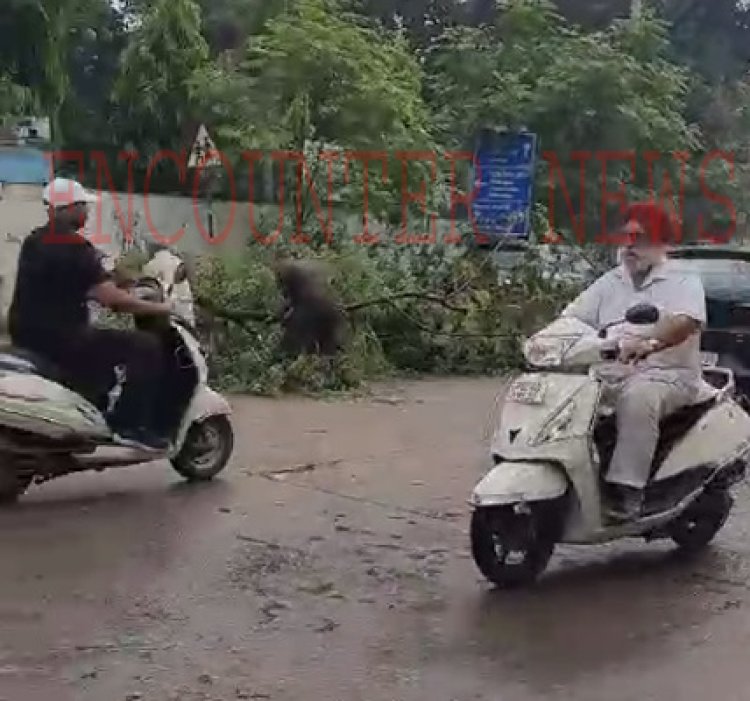 जालंधरः स्कूल की दीवार के पास लगा पेड़ गिरने से मची अफरा-तफरी