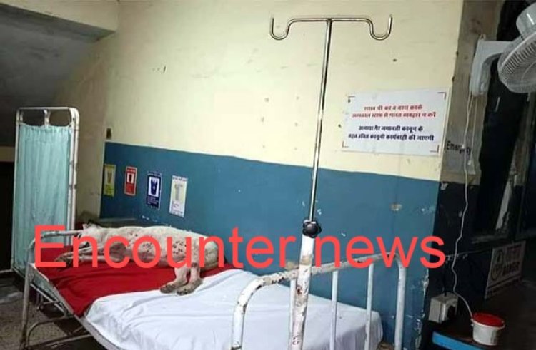 सिविल अस्पताल में बैड पर सोता मिला कुत्ता, सोशल मीडिया पर फोटाे वायरल