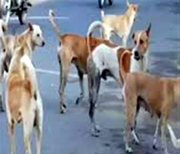 पंजाबः नवजात बच्चे को आवारा कुत्तों ने नोंचा, मौत