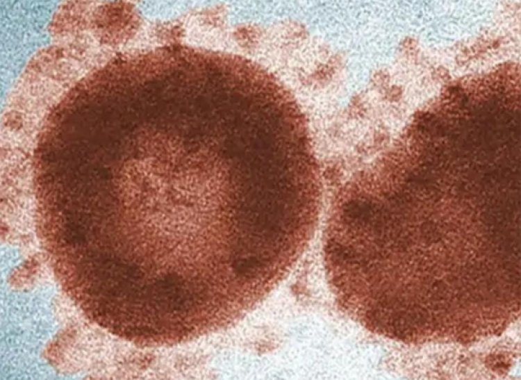 इस खतरनाक महामारी के आने पर हो सकती है 5 करोड़ लोगों की मौत