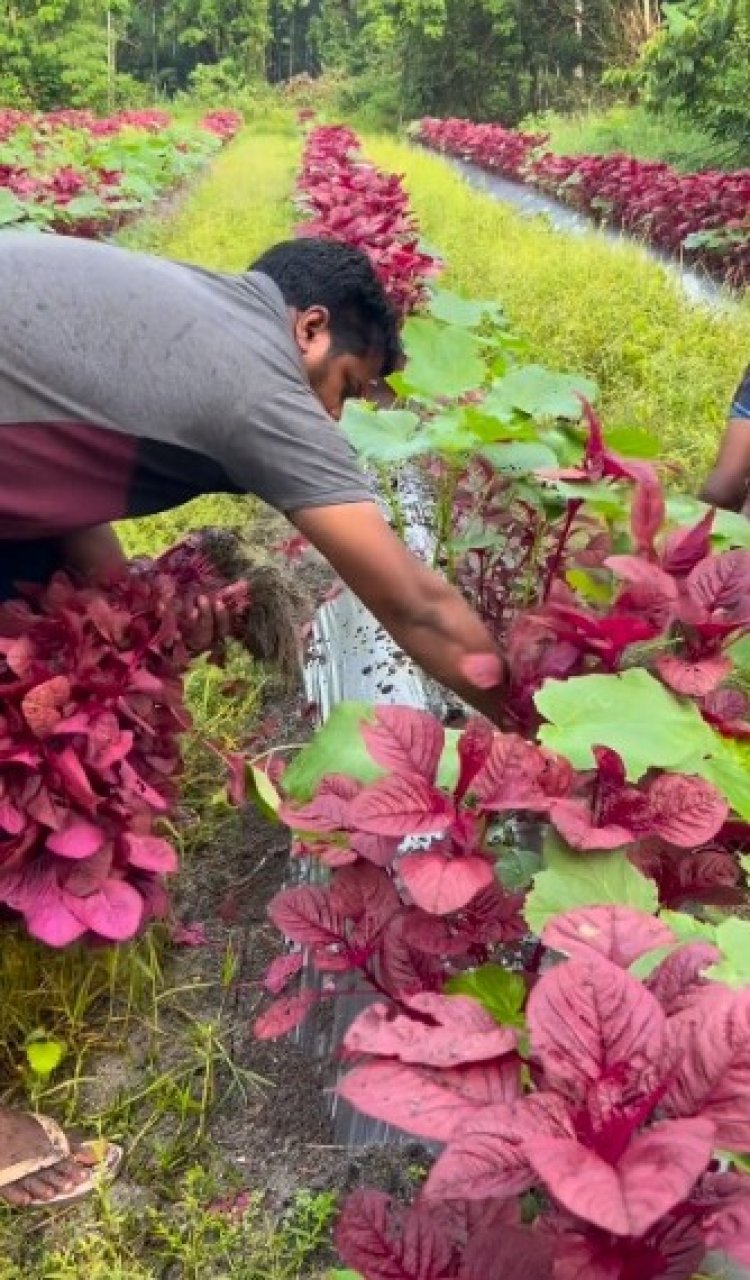 ऑडी में सब्जी बेचने निकला शख्स, Video देख लोक हुए हैरान