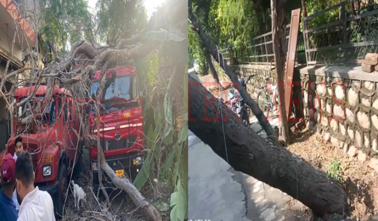 जालंधरः तेज आंधी से इस इलाके में टूटकर गिरा पेड़, देखें वीडियो