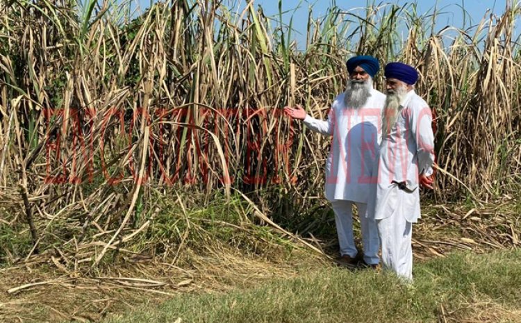 जालंधरः इस बीमारी से 238 प्रकार के गन्ने की फसल हुई खराब, किसान हुए परेशान, देखें वीडियो