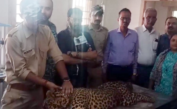 अंब की वरेट खड्ड में मृत मिली मादा तेंदुआ, वन विभाग की टीम ने करवाया पोस्टमार्टम