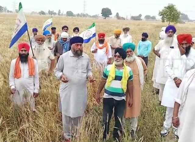 दवा छिड़कने पर 9 एकड़ की गेहूं  हुई खराब , लगे गंभीर आरोप , देखे वीडियो