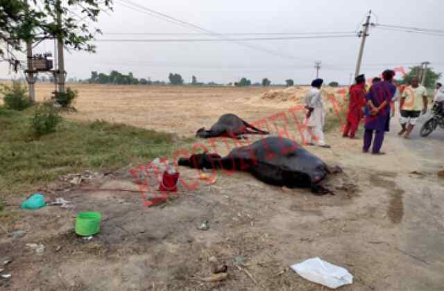 पंजाबः खेत में पानी पीने से 18 भैंसों की हुई मौ+त