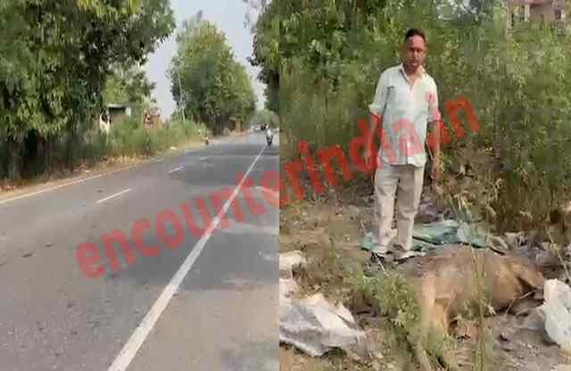 पंजाबः जंगली सांबर हुआ हादसे का शिकार, देखें वीडियो
