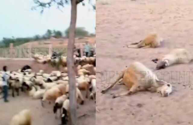 गर्मी का 29 साल का टूटा रिकार्डः लू की चपेट में आने से 26 भेड़ों की मौ+त, देखें वीडियो