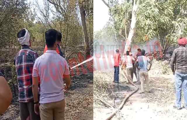 Punjab: अंडर ब्रिज के साथ लगते जगंलात में लगी आग, देखें Video