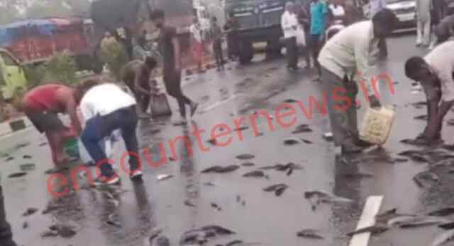 मछलियों से लदा वाहन सड़क पर पलटा, लोग लूटने में व्यस्त