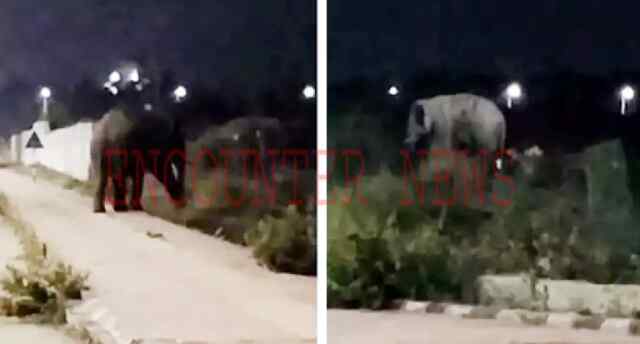 विधानसभा के निकट जंगली हाथी के पहुंचने से परेशान रही Police