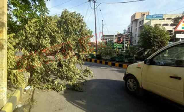 Jalandhar: नगर निगम दफ्तर से चंद कदम दूरी पर 3 दिन से गिरा पड़ा पेड, नहीं ले रहा कोई सार