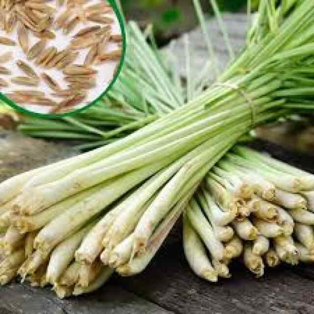 Health tips: हर बीमारियों का इलाज Lemongrass : किडनी और दिल का रखे ख्याल