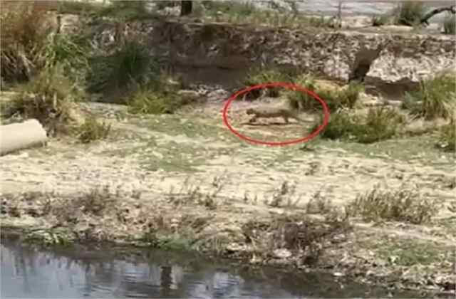 इस इलाके में दिखा तेंदुआ, ग्रामीणों में फैली दहशत