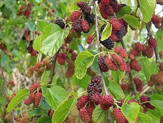 साधारण दिखने वाला यह फल बनाए पाचन तंत्र मजबूत, आंखों की रोशनी बढ़ाने में भी कारगार