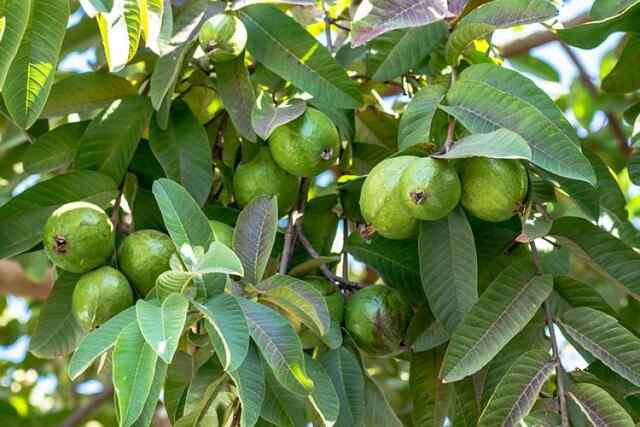 Health के लिए वरदान है यह फल, जाने चमत्कारी फायदे!