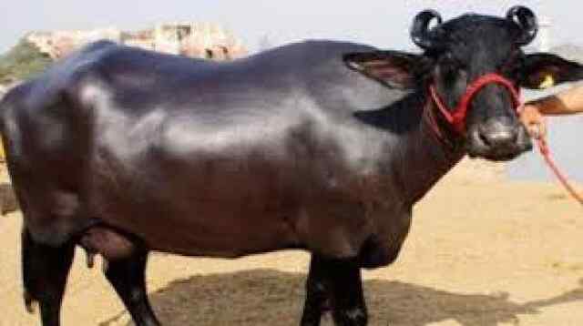 चलता-फिरता ATM हैं ये टॉप-5 भैंसे, व्यापार में होगी बढ़ोतरी