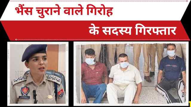 Punjab : भैंस चुराने वाले गिरोह के सदस्य गिरफ्तार, देखें वीडियो