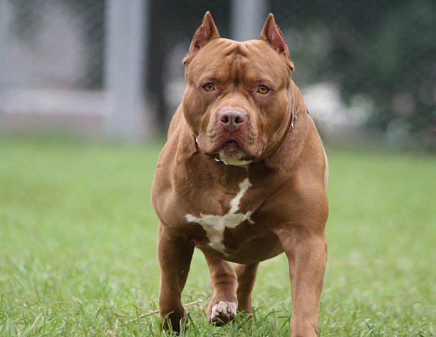 Pitbull ने युवक का चेहरा बुरी तरह नोचा, मास बाहर निकाला