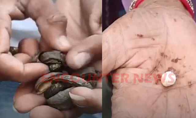 Punjab News: पौधे का फल खाने से 7 बच्चों की बिगड़ी तबीयत बिगड़ी, एक ही हालत गंभीर