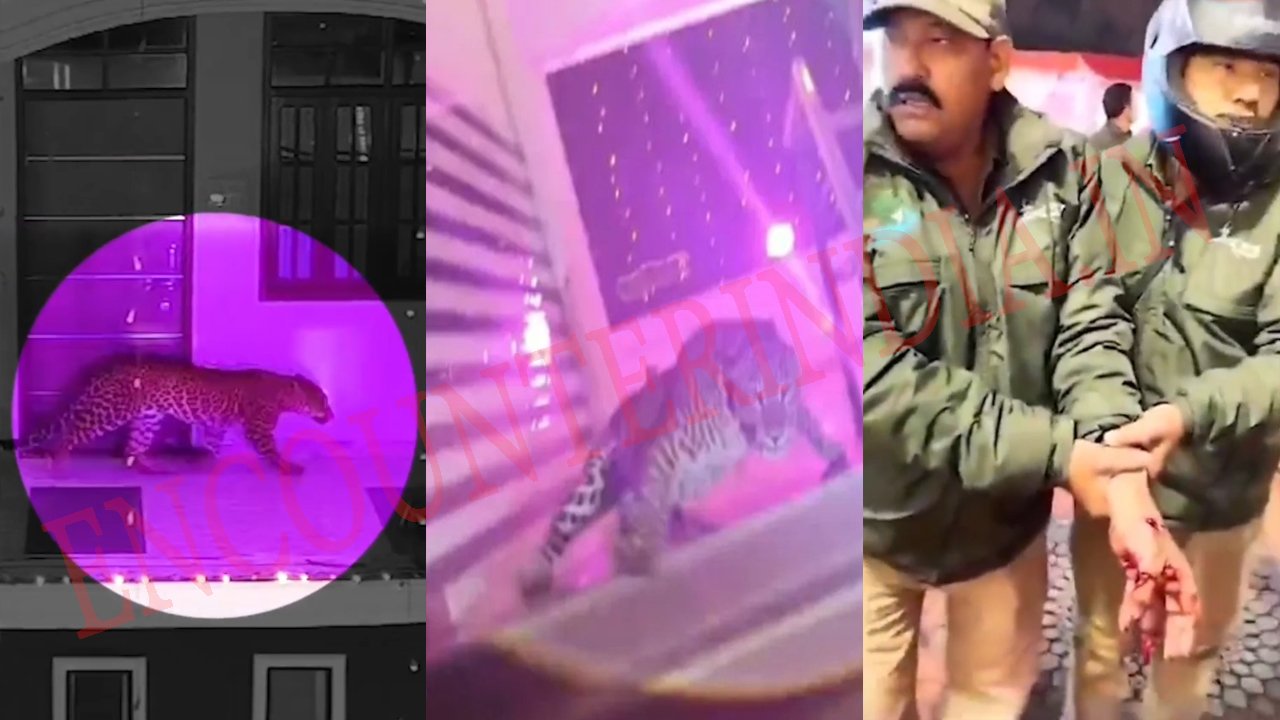 शादी समारोह में तेंदुए का आतंक, पुलिसकर्मी को किया घायल, छीनी राइफल, देखें वीडियो शादी समारोह में तेंदुए का आतंक, पुलिसकर्मी को किया घायल, छीनी राइफल, देखें वीडियो