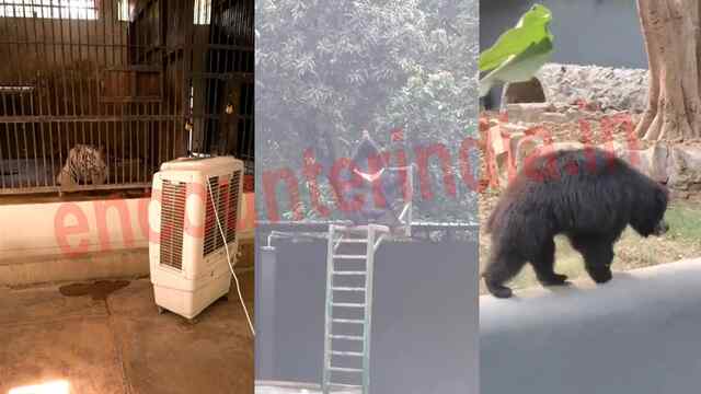 भीषण गर्मी में जानवर भी बेहाल, AC की हवा ले रहे Chimpanzee, देखें वीडियो