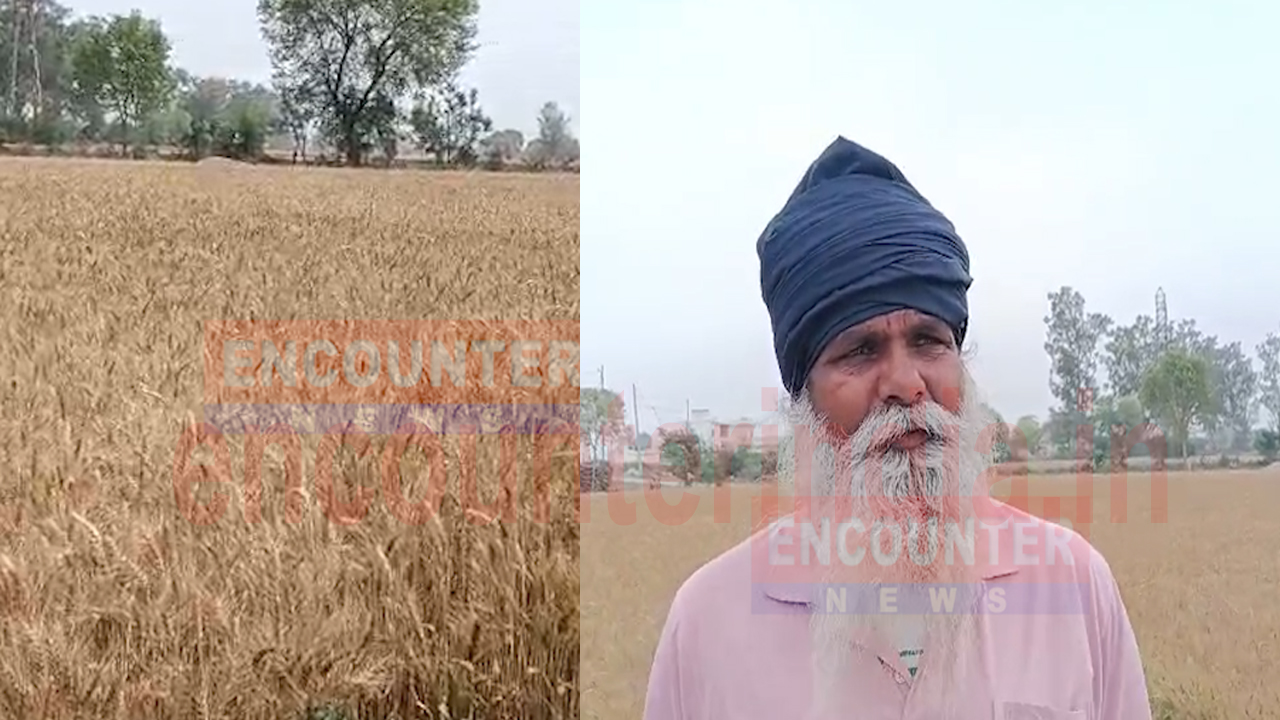 Punjab News: बारिश से तापमान में आई गिरावट, किसानों की बढ़ी चिंता, देखें वीडियो
