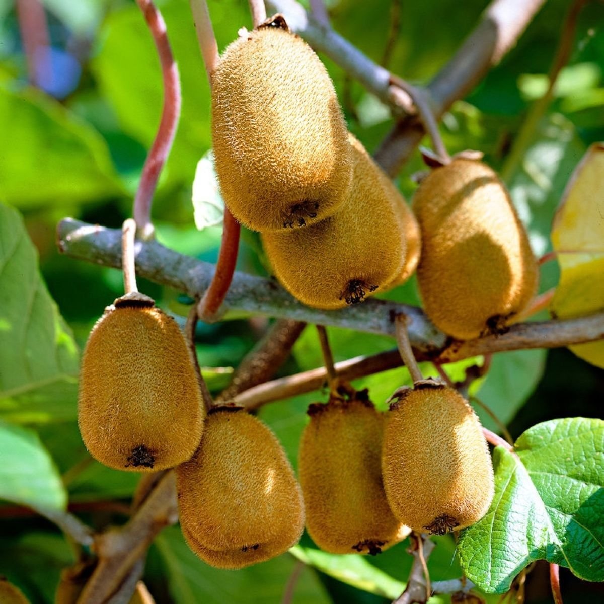 Kiwi के छिलकों में छिपे है कई चमत्कारी गुण, जानें फायदे