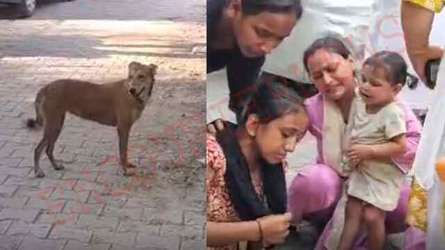 Punjab News: कुत्तों का आतंक, 8 वर्षीय बच्ची को नोच-नोच कर उतारा मौत के घाट, देखें वीडियो