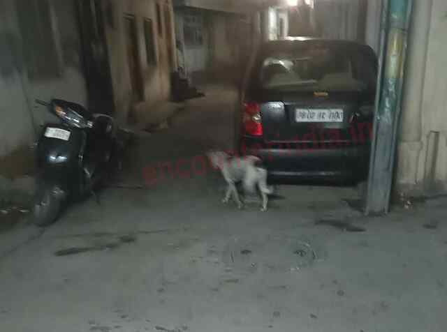 Jalandhar: आवारा कुत्तों का कहर, 2 घंटे में बच्चे सहित 3 को नोंचा