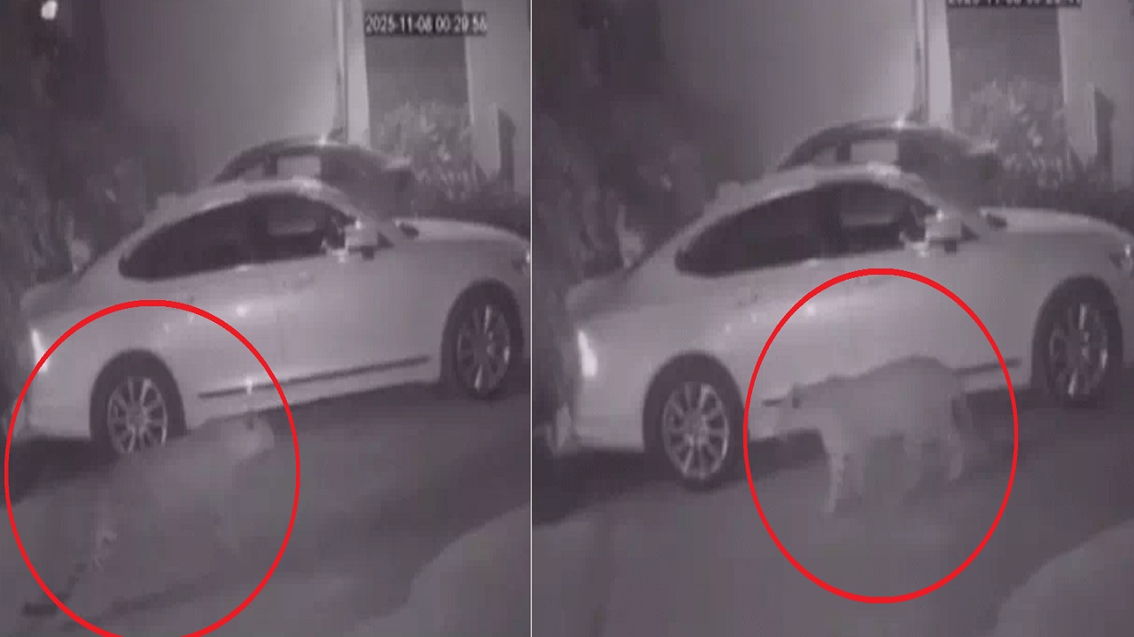 इस पॉश इलाके में बेखोफ घूमता दिखा Leopard, लोगों में दहशत