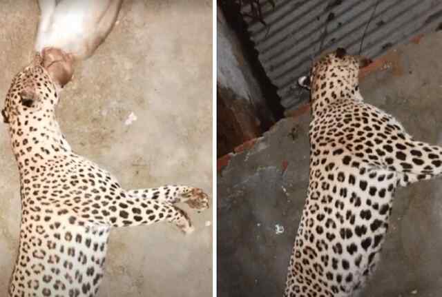 बंदर का शिकार करते Leopard की मौत
