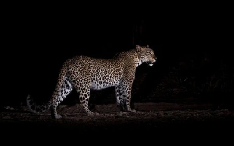 इस रिहायशी इलाके में Road Cross करता दिखा Leopard, वन विभाग जांच मेें जुटा